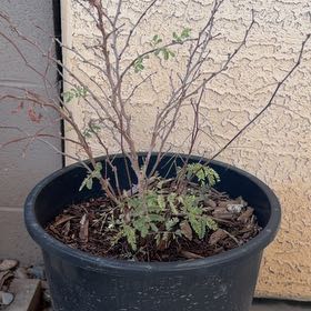 Photo of the plant species Fairy Duster by @TopPeanut95 named Ruth on Greg, the plant care app