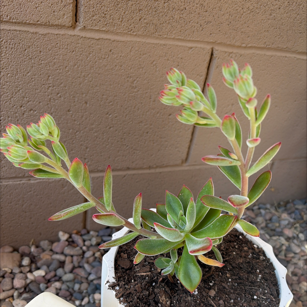 Photo of the plant species Ruby Slippers by @TopPeanut95 named Dorothy on Greg, the plant care app