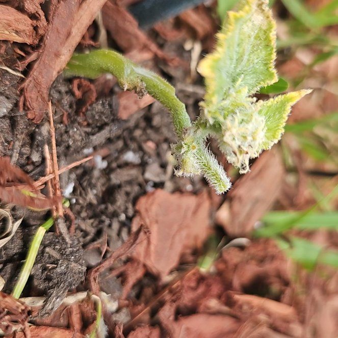 Photo of the plant species Exploding Cucumber by @MatchlessLlavea named Clooney on Greg, the plant care app