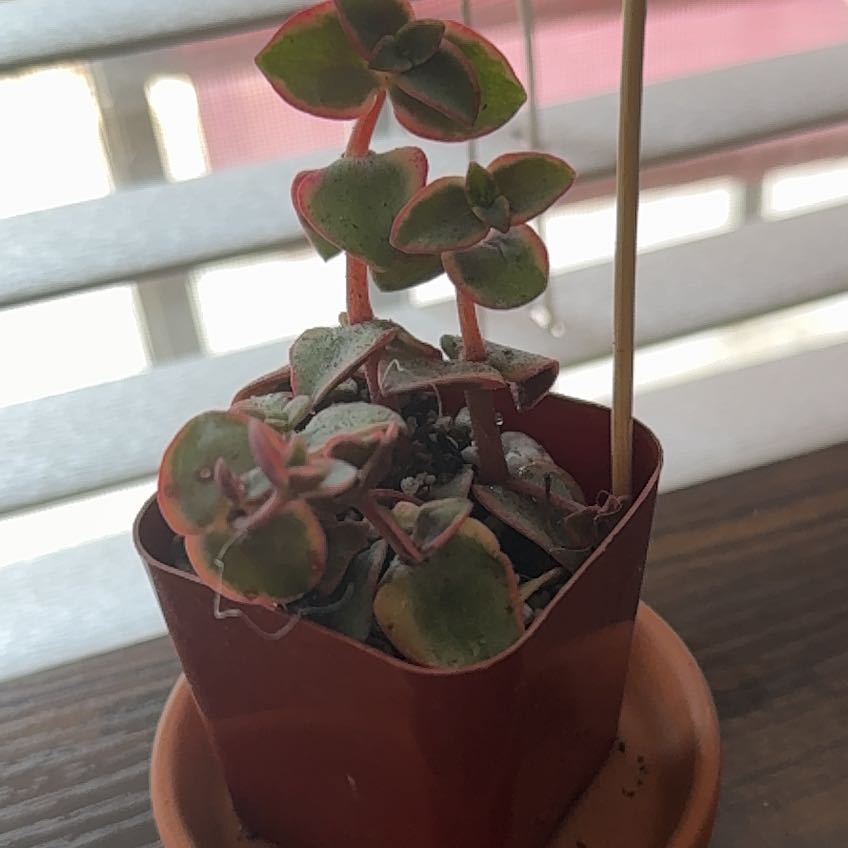 Photo of the plant species Crassula 'Calico Kitten' by @Planterella named Kitty on Greg, the plant care app