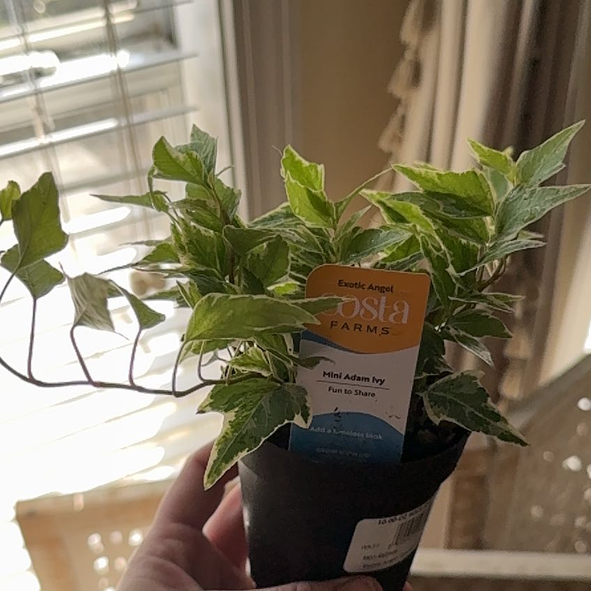 Photo of the plant species Mini Adam Ivy by @Planterella named Surya on Greg, the plant care app