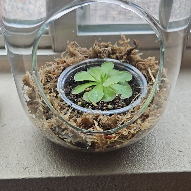 Photo of the plant species Pinguicula cyclosecta by @IconMarshviolet named Kerrygold on Greg, the plant care app