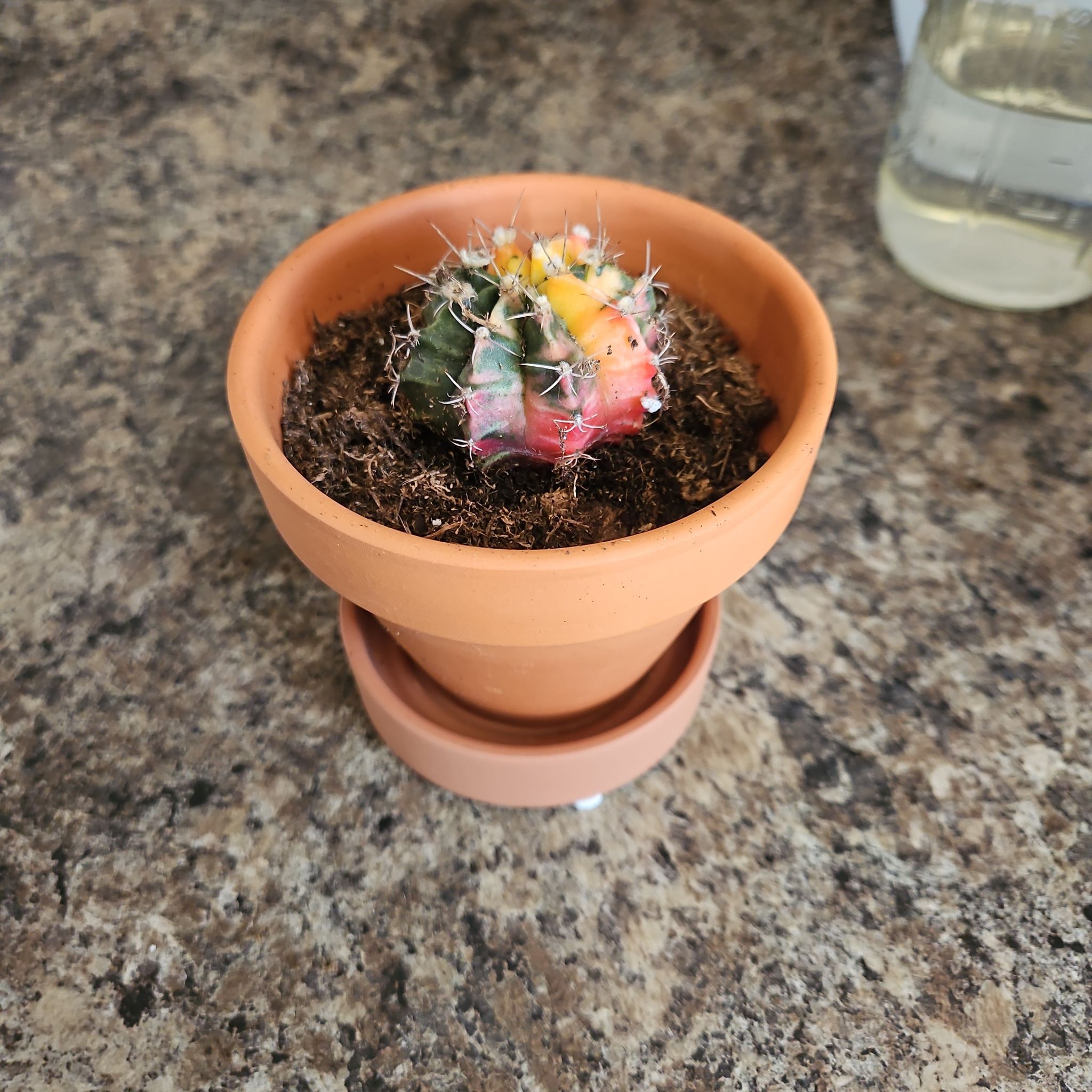 Photo of the plant species Variegated Moon Cactus by @IconMarshviolet named Gregarious on Greg, the plant care app