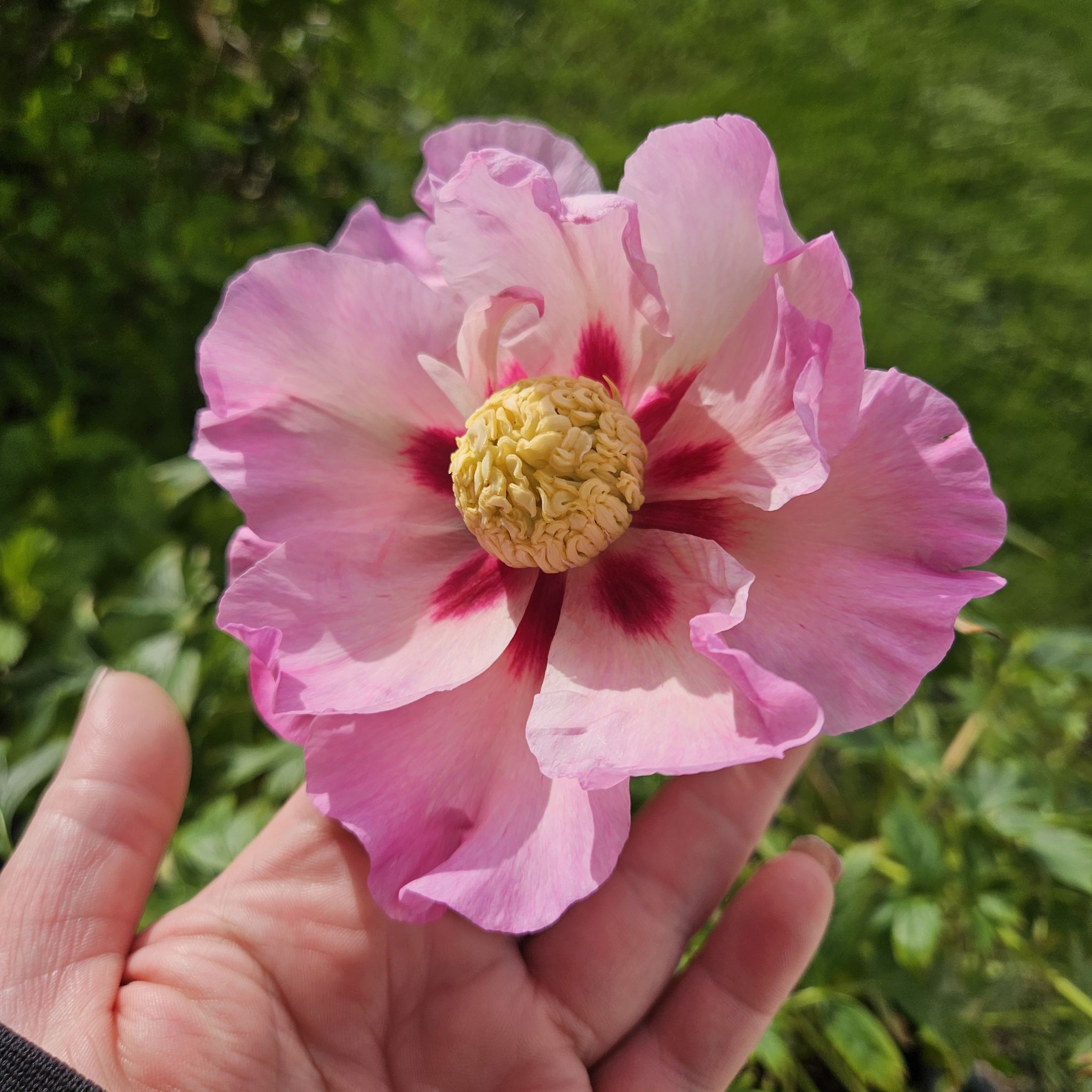 Photo of the plant species Itoh Peony by @IconMarshviolet named Persephone on Greg, the plant care app
