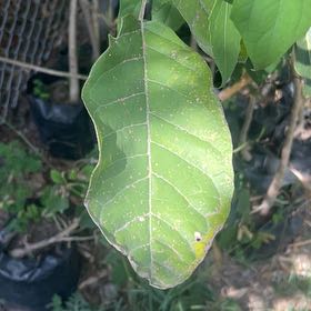 Photo of the plant species Fringetree by @LucidCentro10 named Denali on Greg, the plant care app