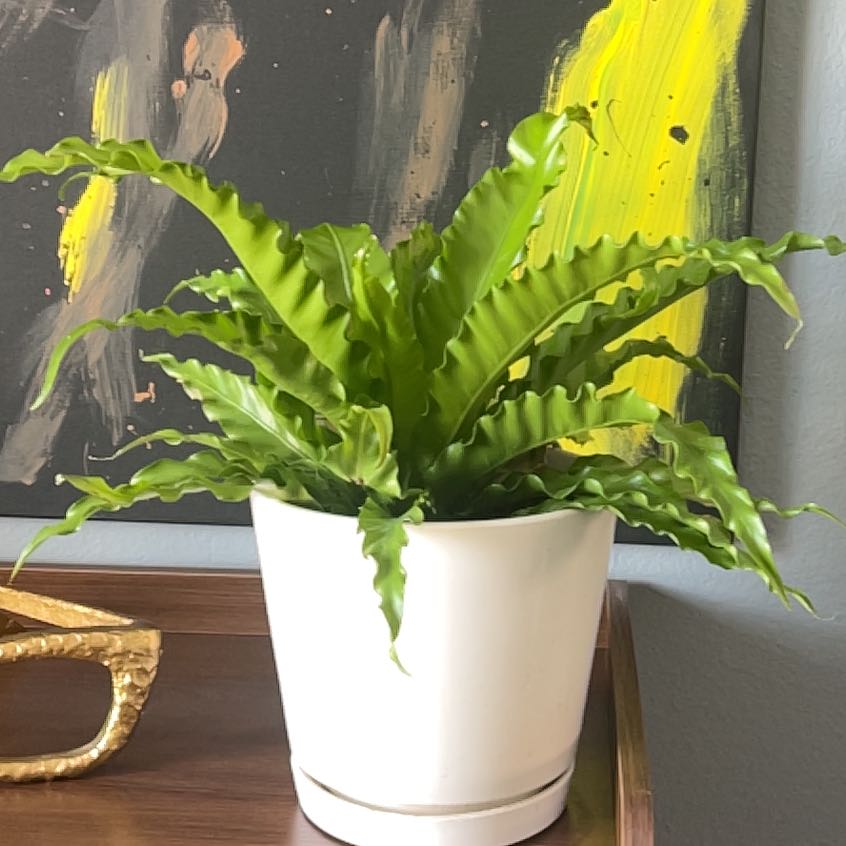 Photo of the plant species Living Lace Victoria by @WhizMedeola22 named Elle on Greg, the plant care app