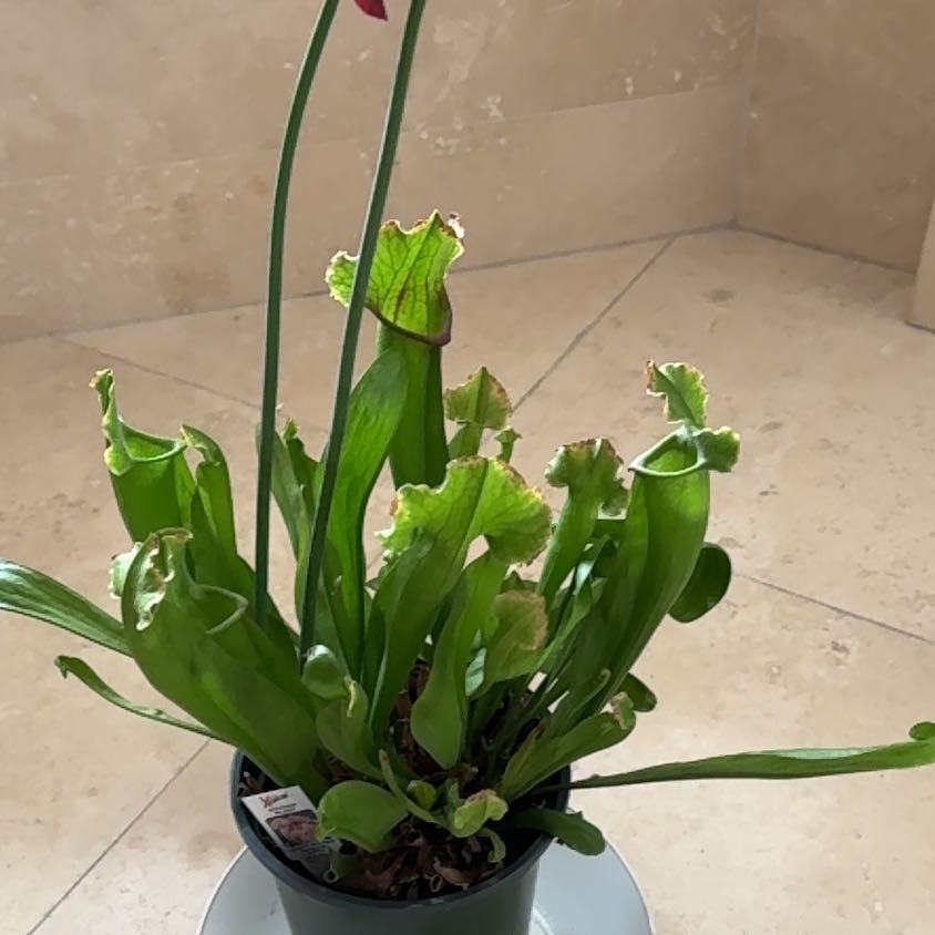 Photo of the plant species Sarracenia Hybrid by @BigBogbean46 named Hemingway on Greg, the plant care app