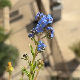 Photo of the plant species Chinese Forget-Me-Not by @PrimaryChards33 named Sage on Greg, the plant care app