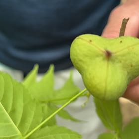 Photo of the plant species Golden Rain Tree by @PrimaryChards33 named Ronaldo on Greg, the plant care app