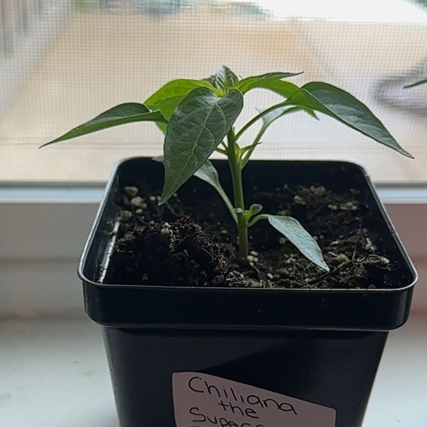 Photo of the plant species Super Chili Pepper by @RewardableComet named Chiliana on Greg, the plant care app