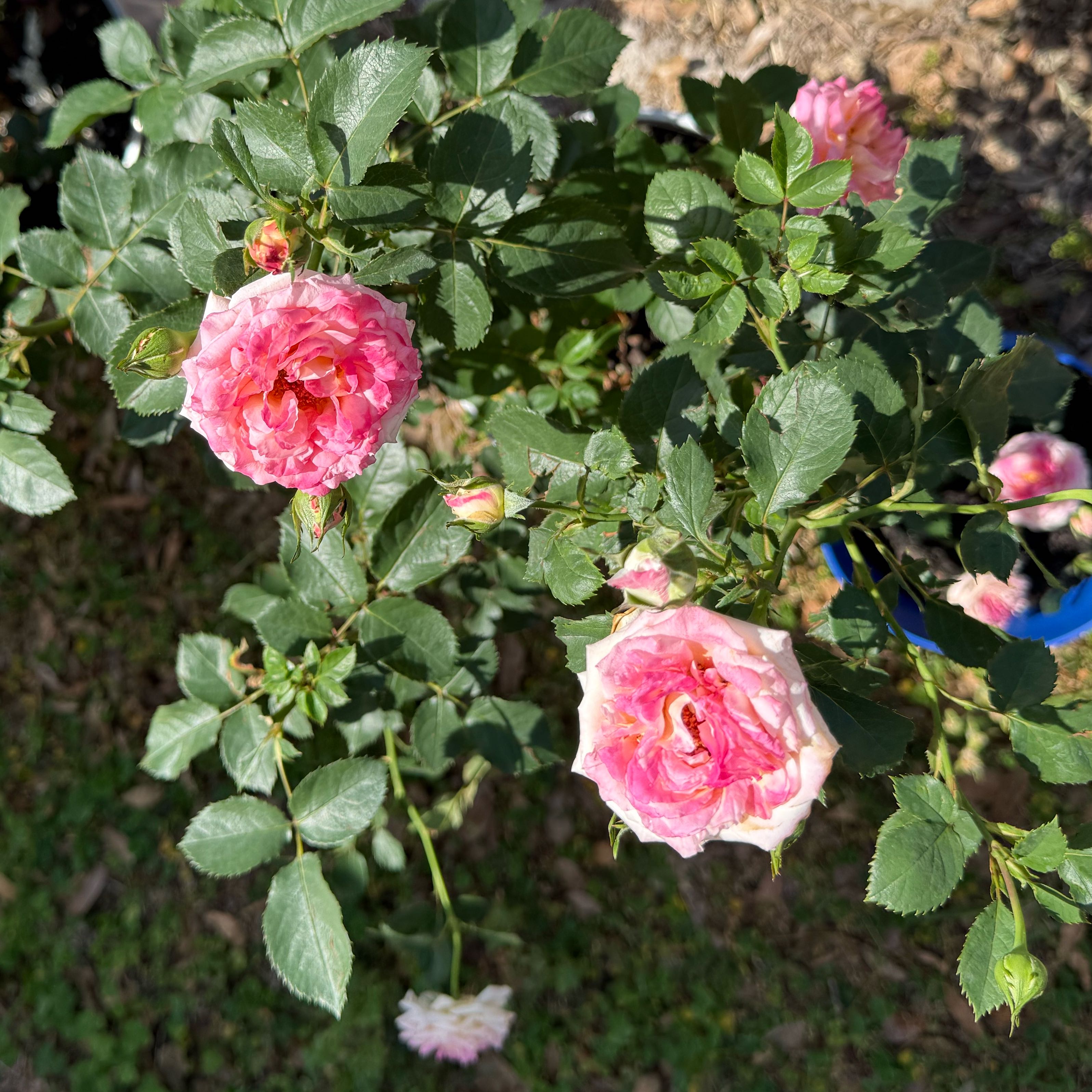 Plant care for True Delight Rose on Greg, the plant care app