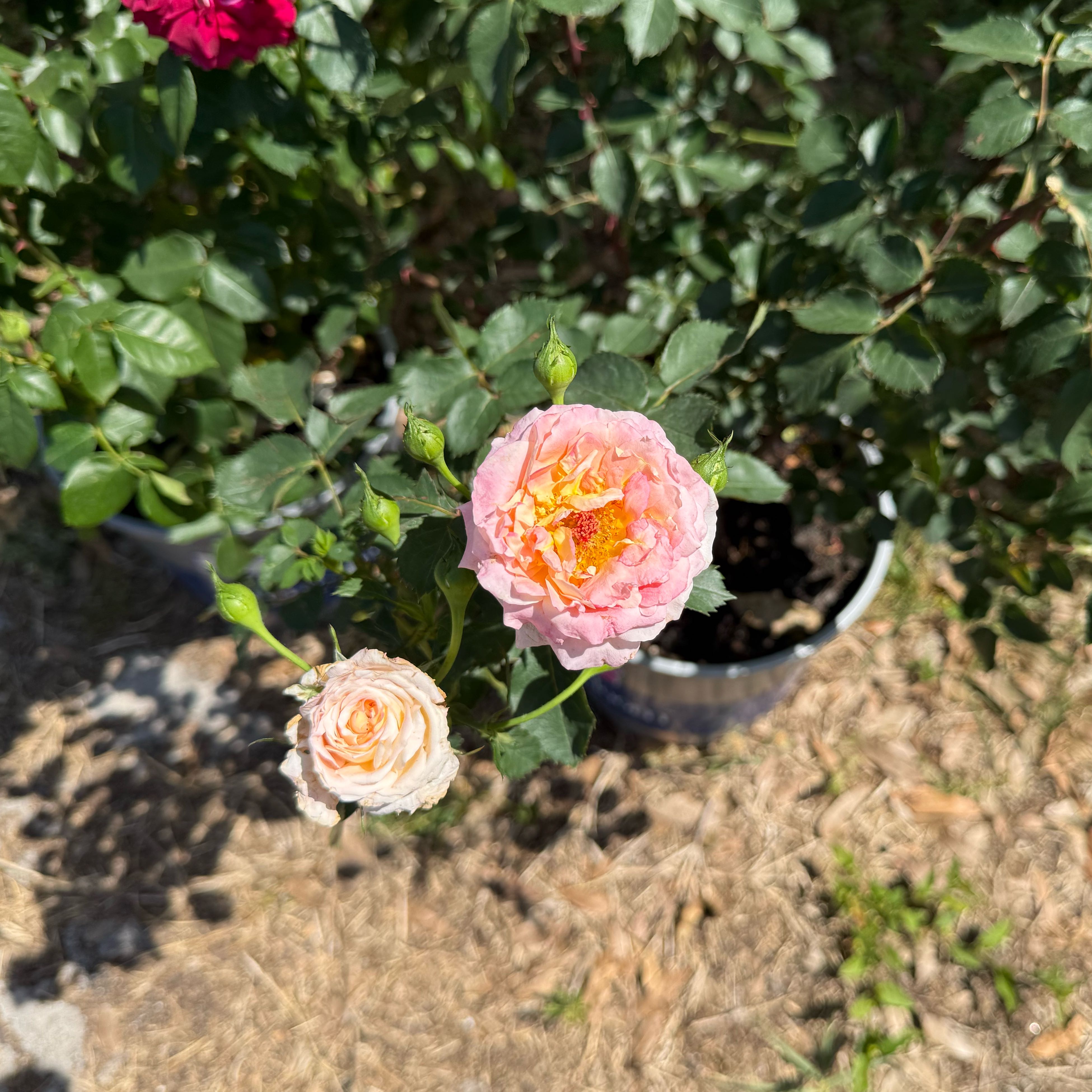 Photo of the plant species True Bliss Rose by @JocosePlain6 named Elle on Greg, the plant care app