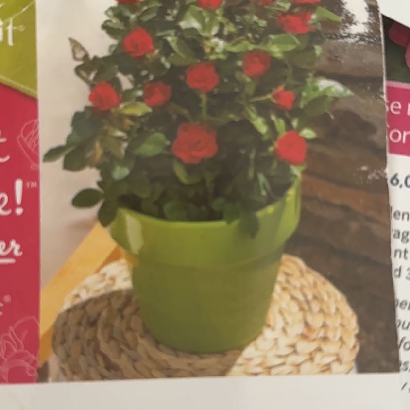 Photo of the plant species Knock Out Petite Rose by @JocosePlain6 named Sonora on Greg, the plant care app