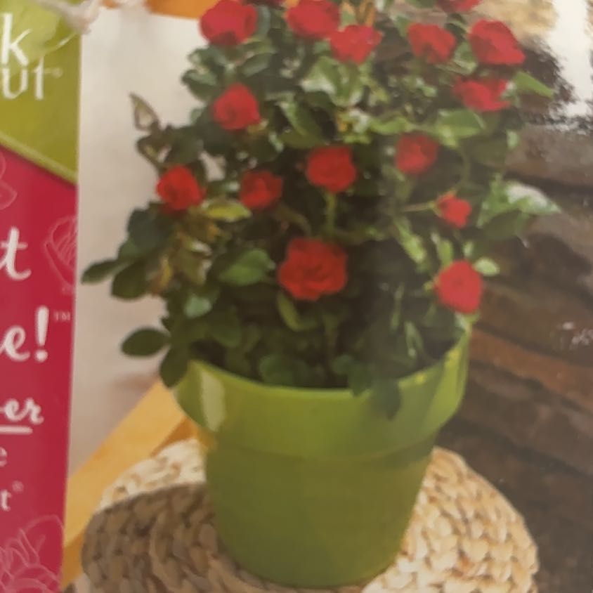 Photo of the plant species Knock Out Petite Rose by @JocosePlain6 named Lilo on Greg, the plant care app