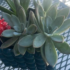Photo of the plant species Pachyphytum 'Blue Quartz' by @WinCocoplum26 named Tolkien on Greg, the plant care app