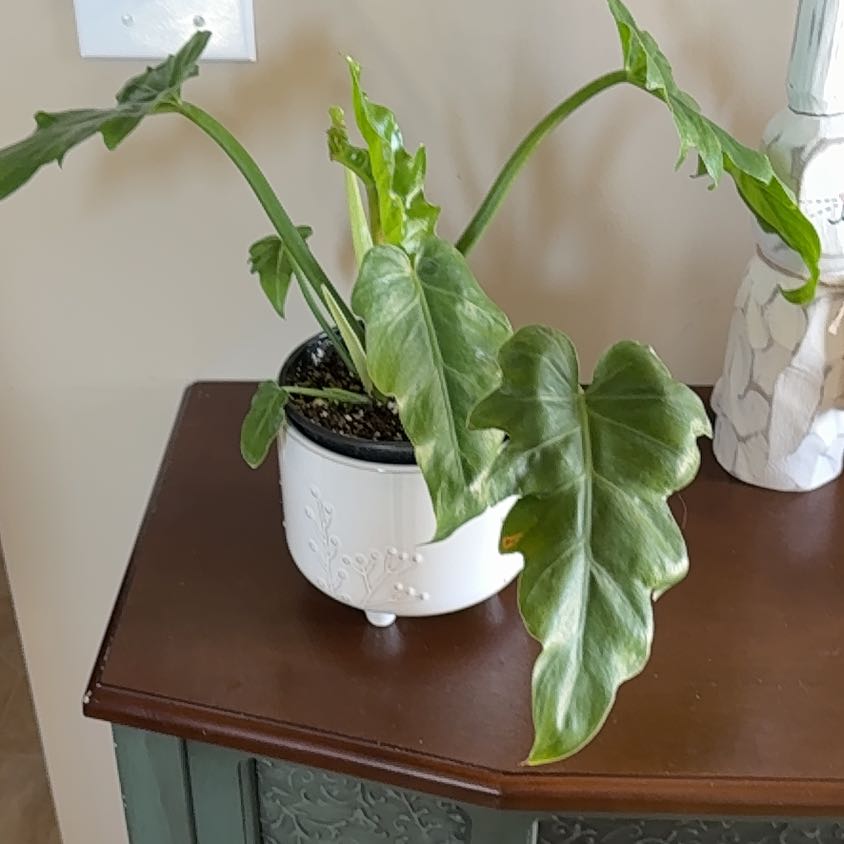 Photo of the plant species Philadendron Radiatum by @GratifyingMum8 named Aristotle on Greg, the plant care app