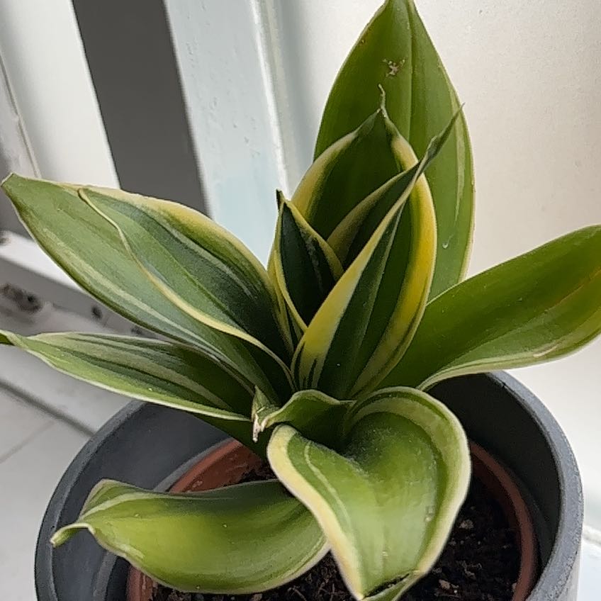 Photo of the plant species Bird's Nest Snake Plant by @TotalLimetuff88 named Indiánafjöður on Greg, the plant care app