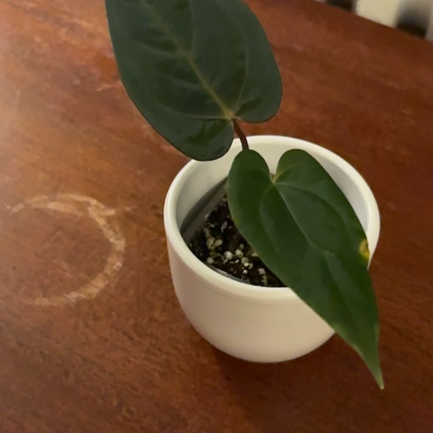 Photo of the plant species Anthurium by @TotalLimetuff88 named Anthurium NoID on Greg, the plant care app