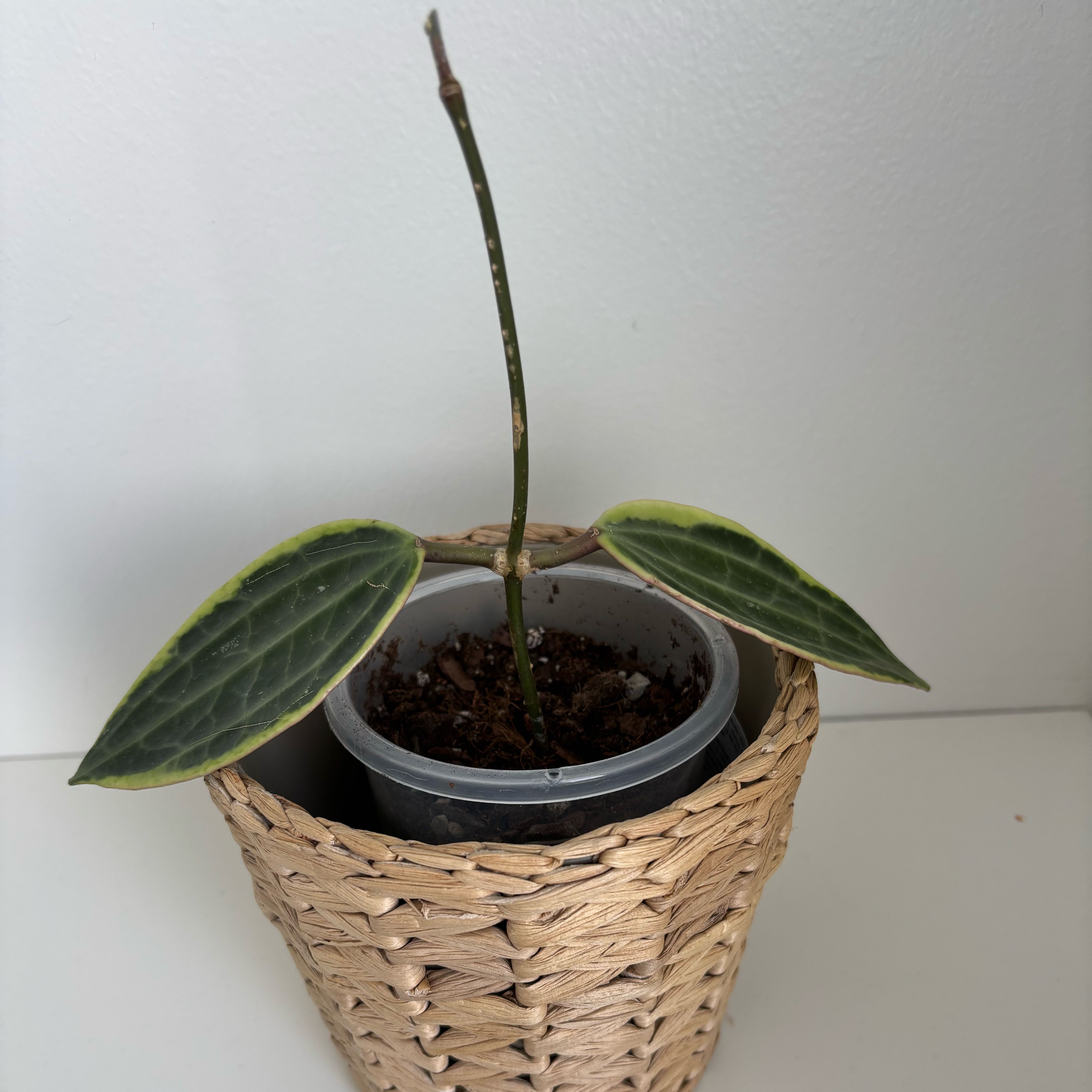 Photo of the plant species Hoya macrophylla by @TotalLimetuff88 named Hoya Macrophylla on Greg, the plant care app