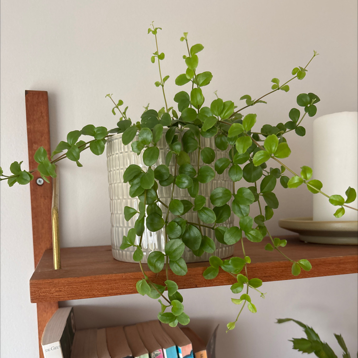 Photo of the plant species Isabella Peperomia by @TotalLimetuff88 named Hnappaskotta on Greg, the plant care app