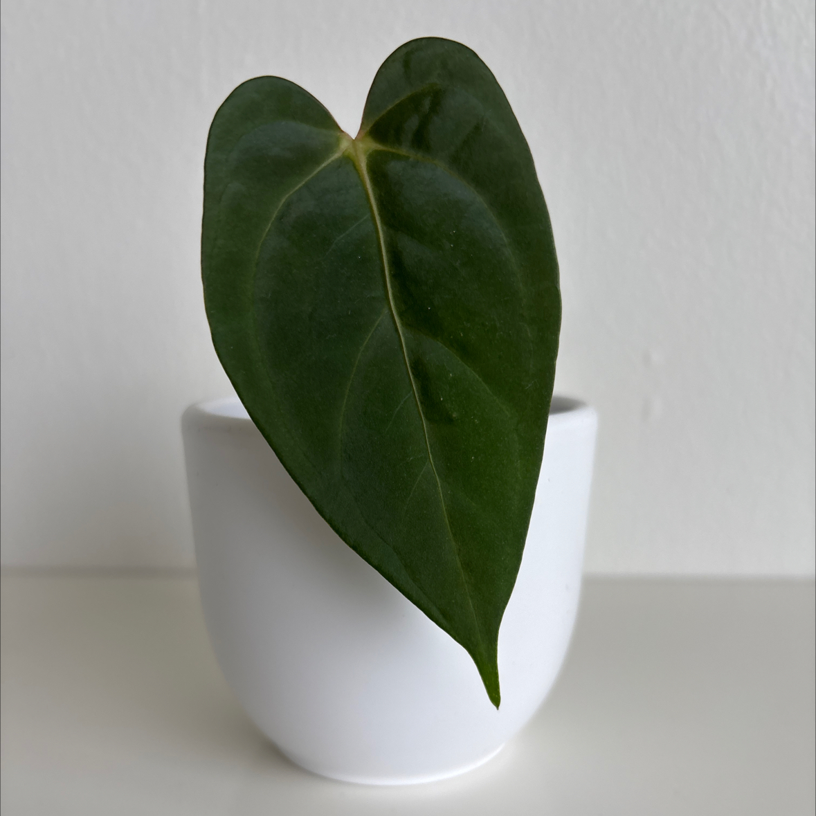 Photo of the plant species Anthurium by @TotalLimetuff88 named Anthurium NoID on Greg, the plant care app