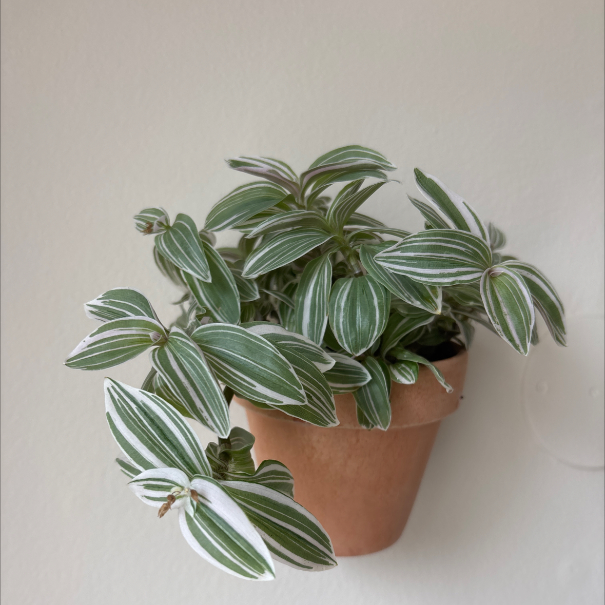 Photo of the plant species Tradescantia Albovittata by @TotalLimetuff88 named Tradescantia on Greg, the plant care app