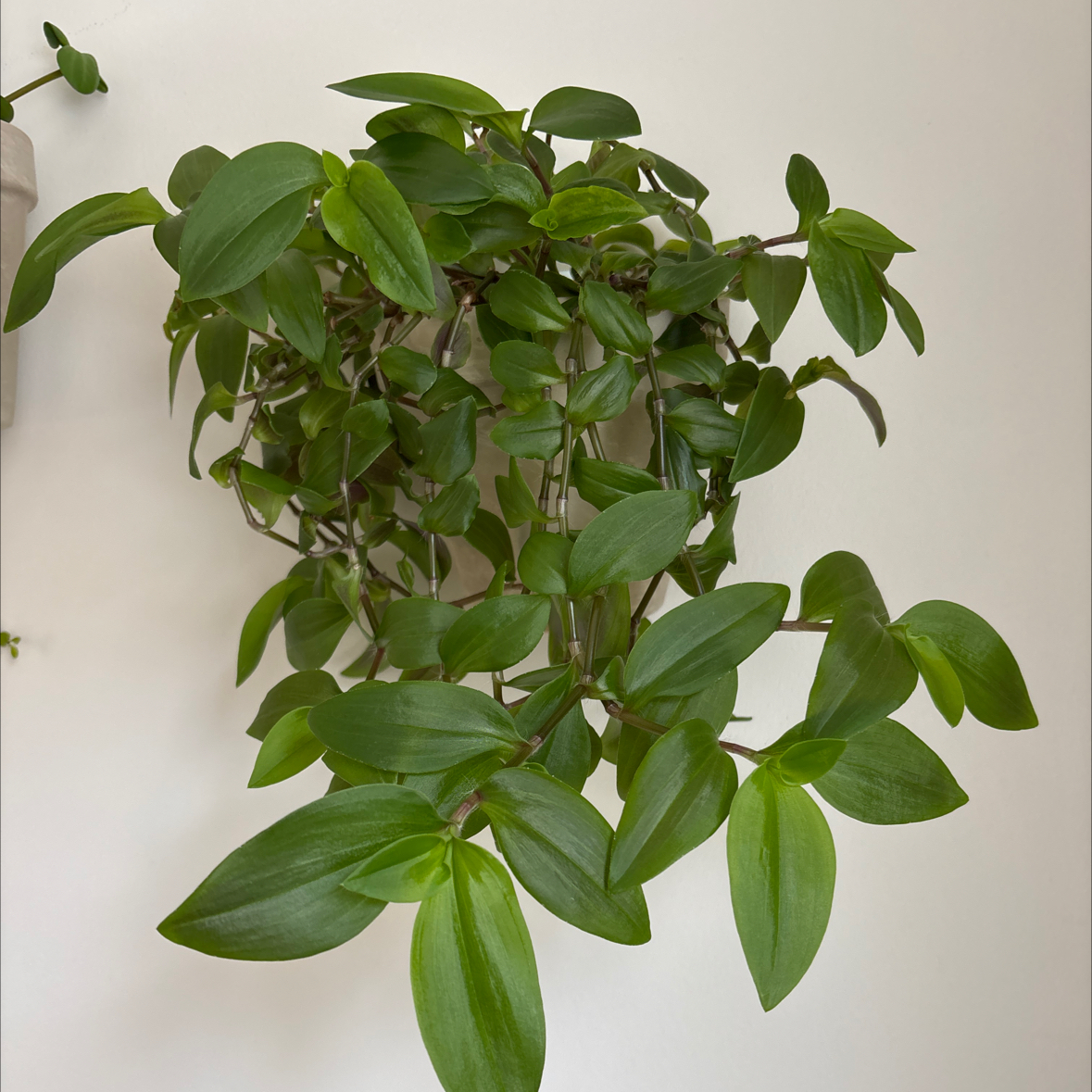 Photo of the plant species Small-Leaf Spiderwort by @TotalLimetuff88 named Tradescantia Green - vinna on Greg, the plant care app