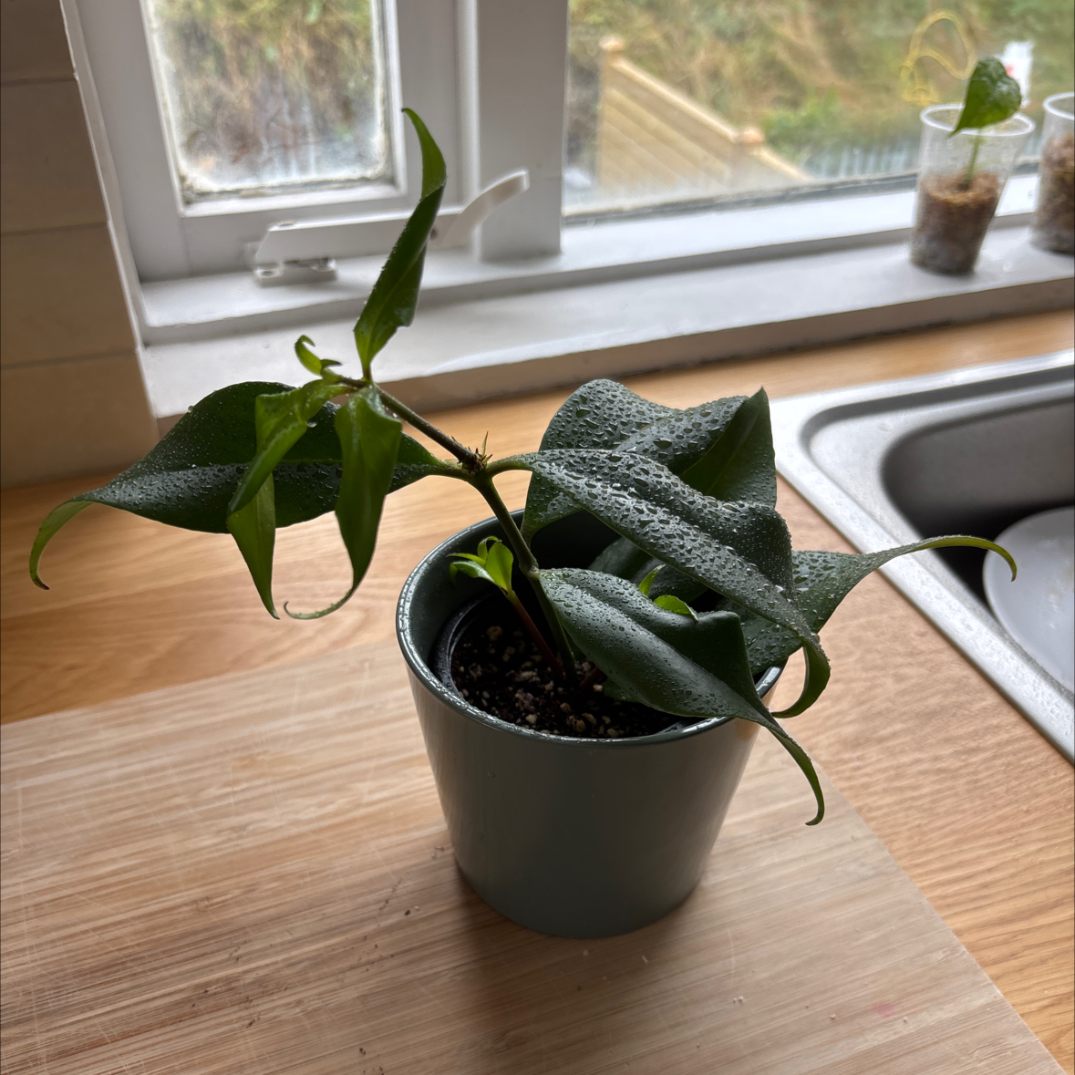 Photo of the plant species Backet Plant by @TotalLimetuff88 named Tígriskló on Greg, the plant care app