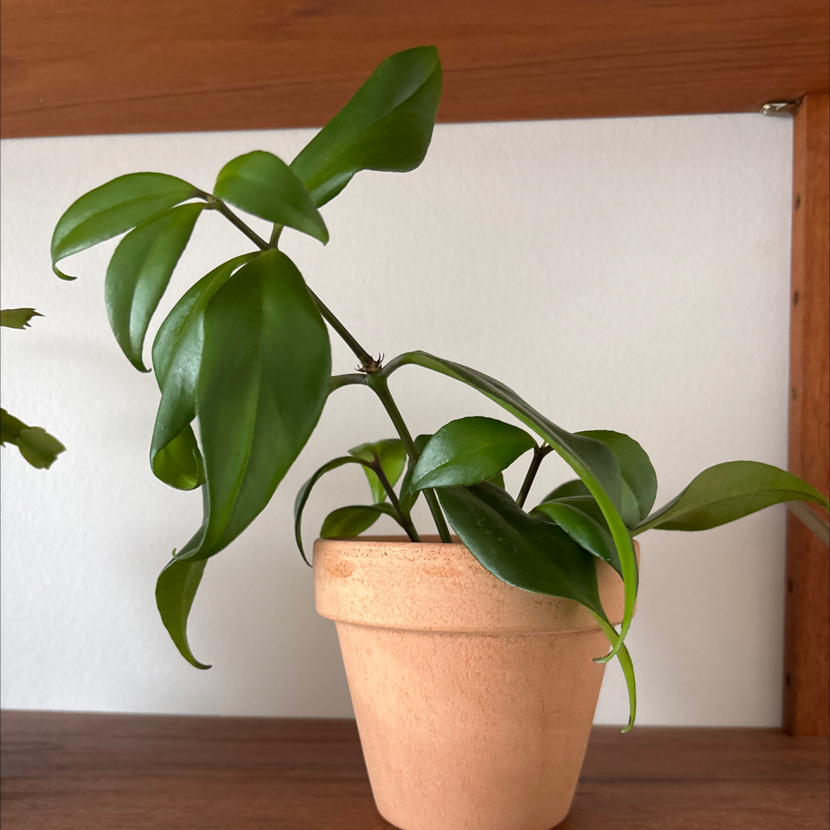 Photo of the plant species Backet Plant by @TotalLimetuff88 named Tígriskló on Greg, the plant care app