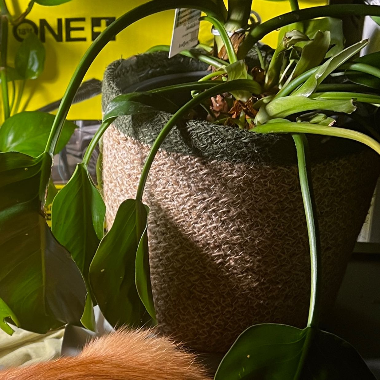 Photo of the plant species Philodendron Hybrid by @posthuman named Walt on Greg, the plant care app