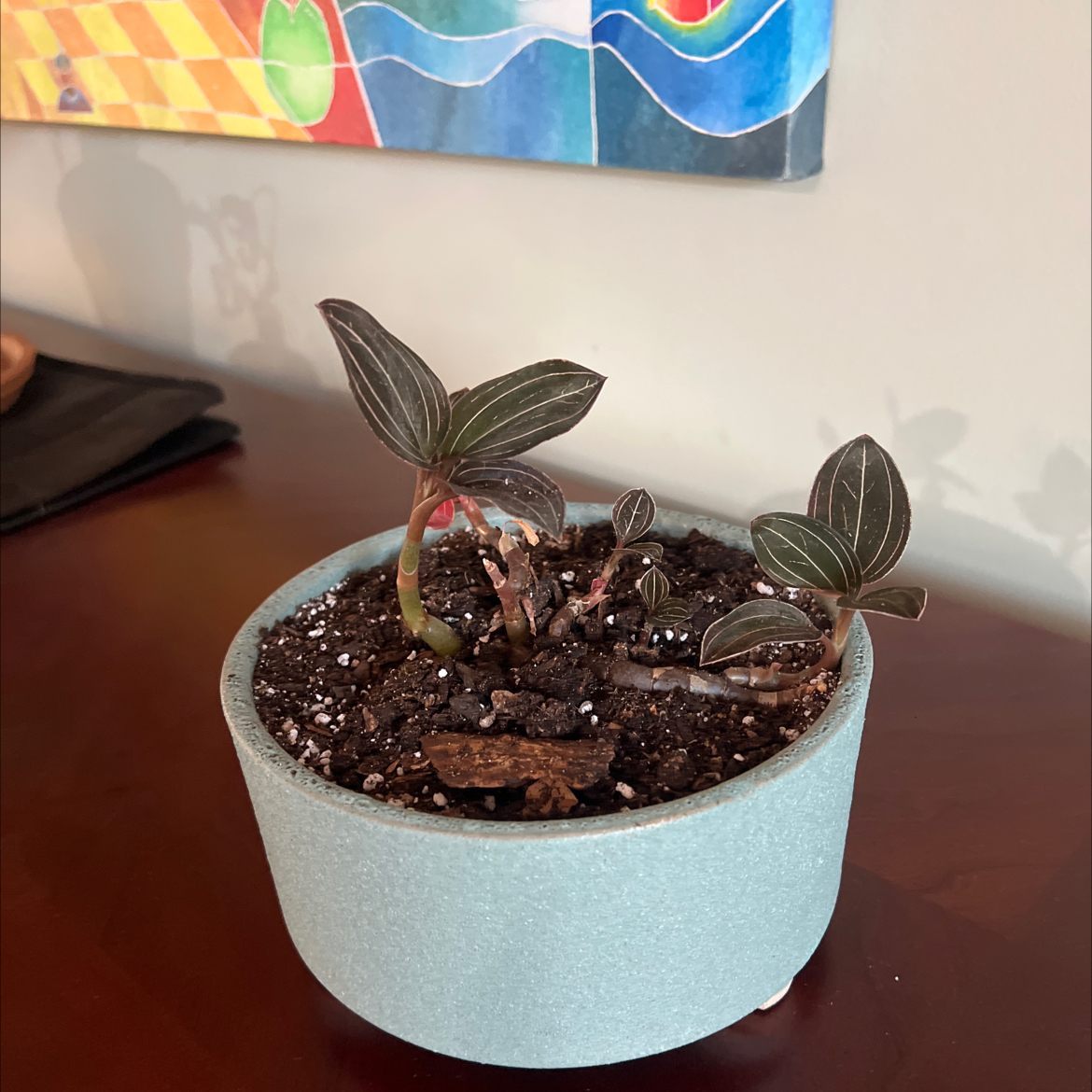 Leaf Erickson