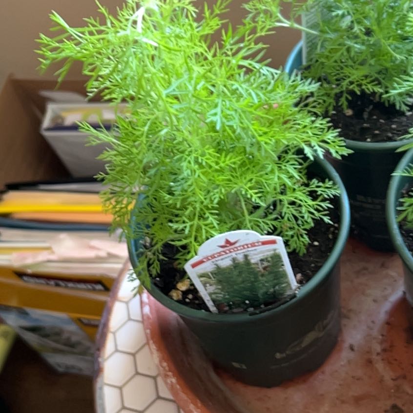 Photo of the plant species Southernwood by @DirectSwamprose named Homer on Greg, the plant care app