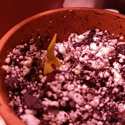 Photo of the plant species Garlic by @FoxInSilence named ChloroPhil on Greg, the plant care app