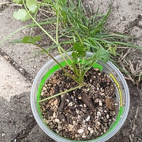 Photo of the plant species Cilantro 'Santo' by @FoxInSilence named Sherlock on Greg, the plant care app