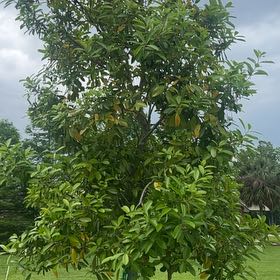 Photo of the plant species Dahoon Holly by @FairTaraire62 named Dee on Greg, the plant care app