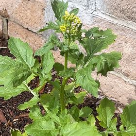 Photo of the plant species Chinese Mustard by @StoutTauhinu40 named Baesil on Greg, the plant care app