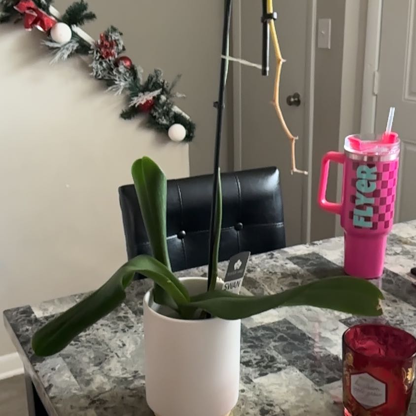 Photo of the plant species Swan Orchid by @LuckyCosmo45 named Delilah on Greg, the plant care app
