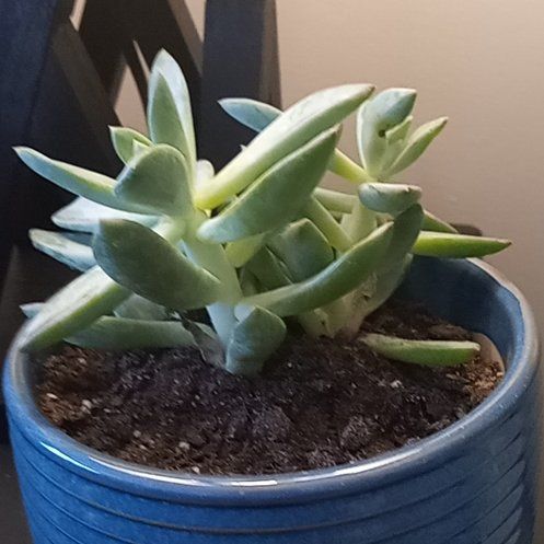 Photo of the plant species Pachyveria 'Blue Quartz' by @SoulfulLentil84 named Foxxy on Greg, the plant care app