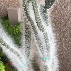 Photo of the plant species Tower of Jewels by @ZanyFraserfir41 named Kesha on Greg, the plant care app