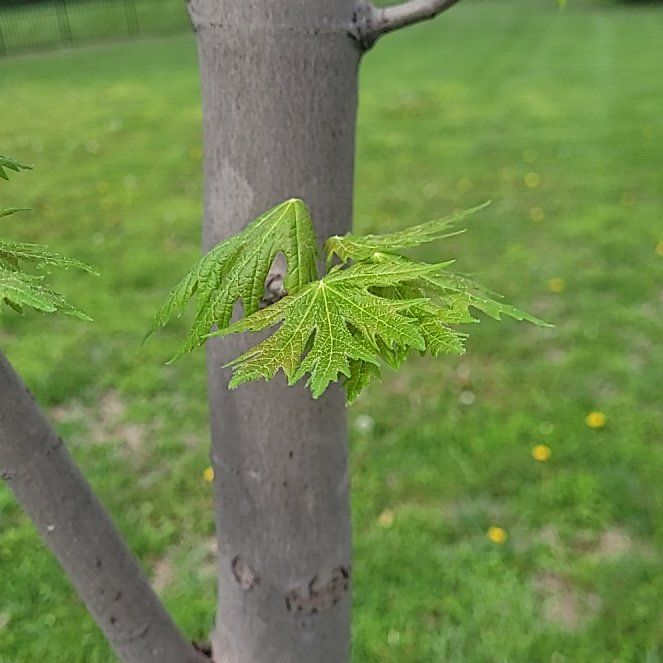 Photo of the plant species Norway Maple by @ChummyMexico75 named Athena on Greg, the plant care app