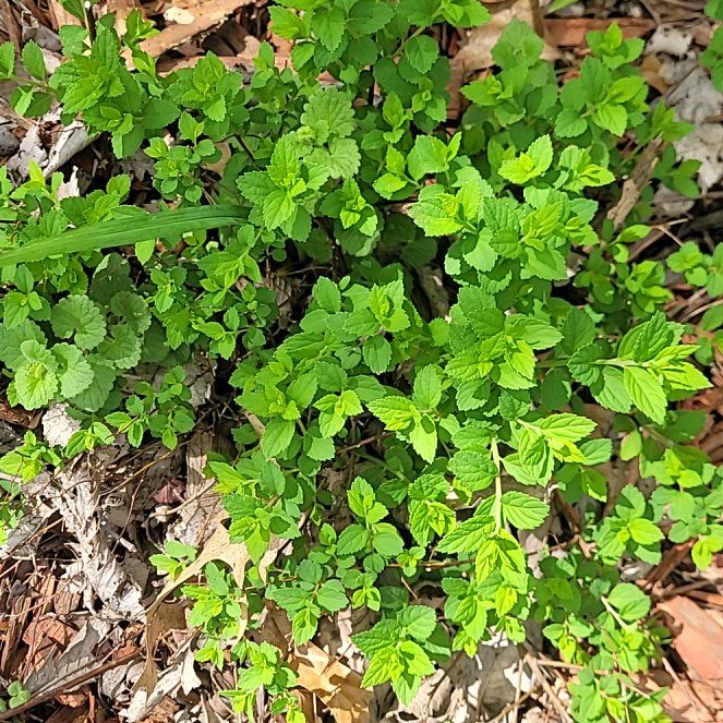 Photo of the plant species Vaccinium Myrtillus by @ChummyMexico75 named Orwell on Greg, the plant care app