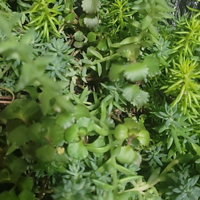 Photo of the plant species Stringy Stonecrop by @ChummyMexico75 named Fernie Saunders on Greg, the plant care app