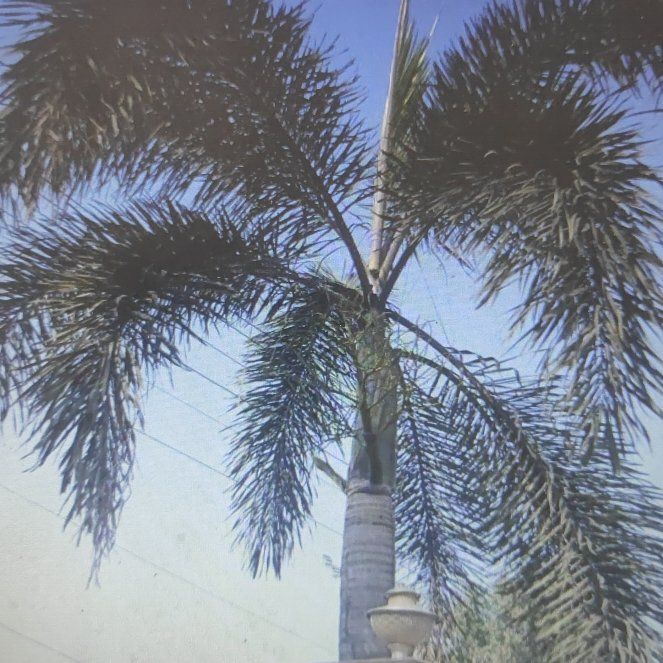 Photo of the plant species Roystonea Regia by @UnusualCentella named Dax on Greg, the plant care app