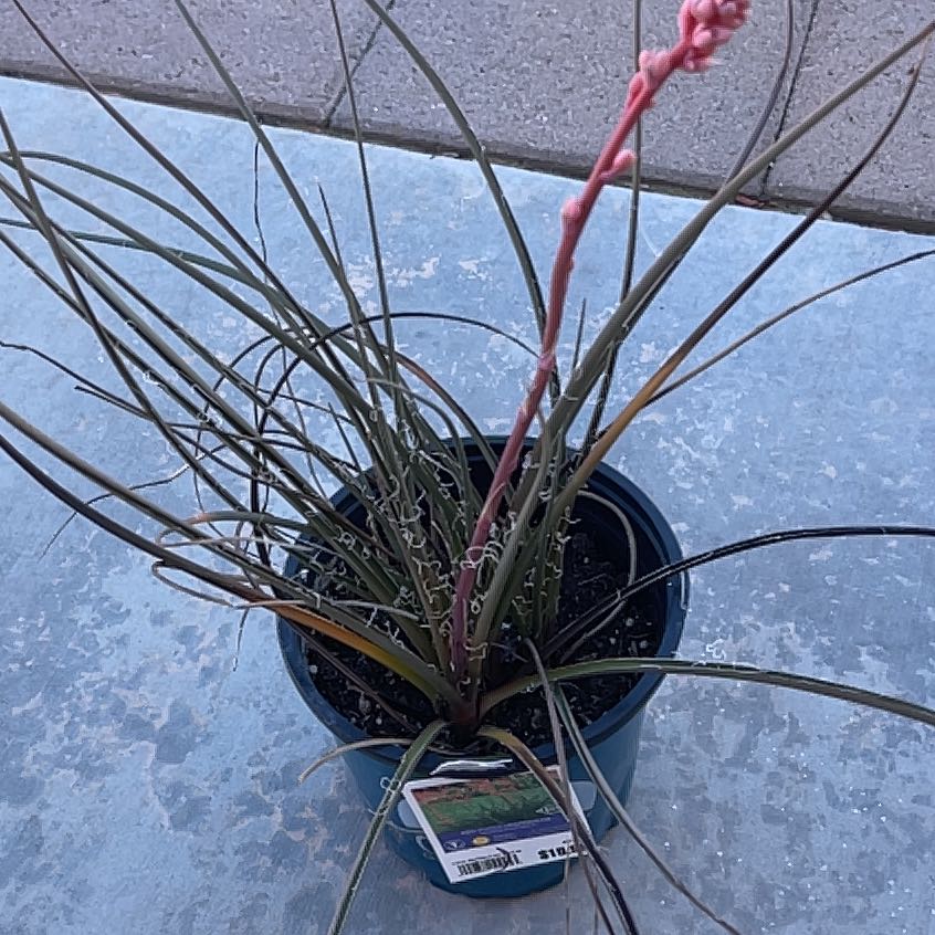 Photo of the plant species Engelmann's false yucca by @NoblySicklepod named Hemingway on Greg, the plant care app