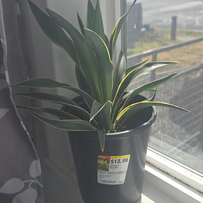 Photo of the plant species Succulent by @LimberRhubarb named Spike Leaves on Greg, the plant care app