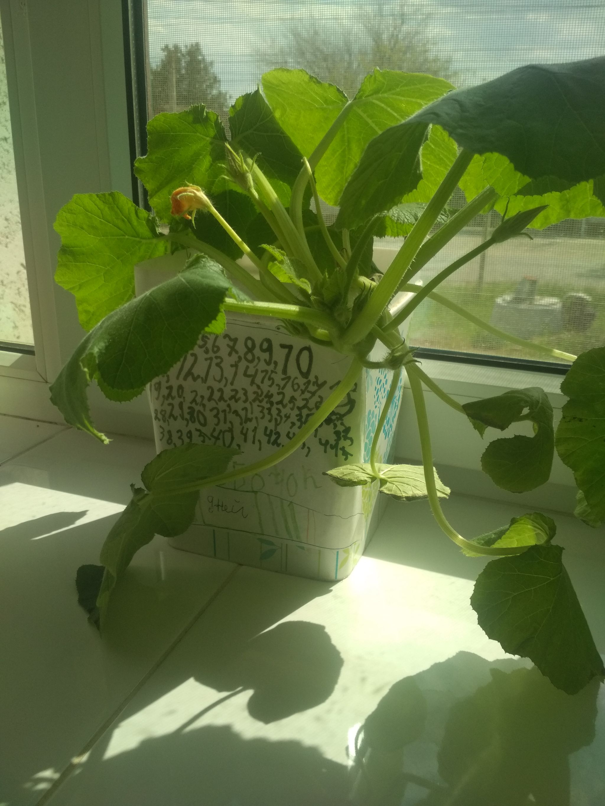 Photo from the post