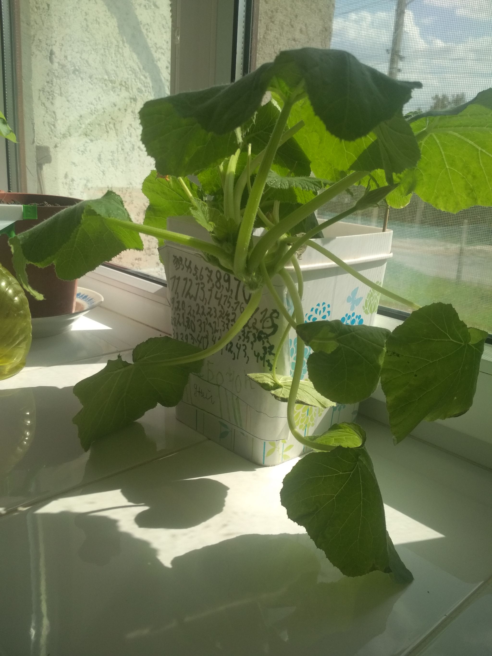 All About Your Kabocha Squash's Roots 🎃, image size:1000x1000