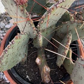 Photo of the plant species Black-Spined Prickly Pear by @SuaveCoslettuce named Winston on Greg, the plant care app