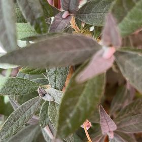Photo of the plant species Chinese Barberry by @SuaveCoslettuce named Darwin on Greg, the plant care app