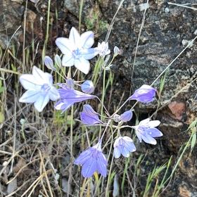 Photo of the plant species Bluebell by @ChosenBeech named Duke on Greg, the plant care app